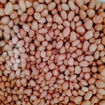 Organic Groundnut Seeds